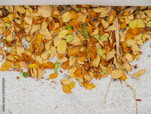 autumn leaves on the ground