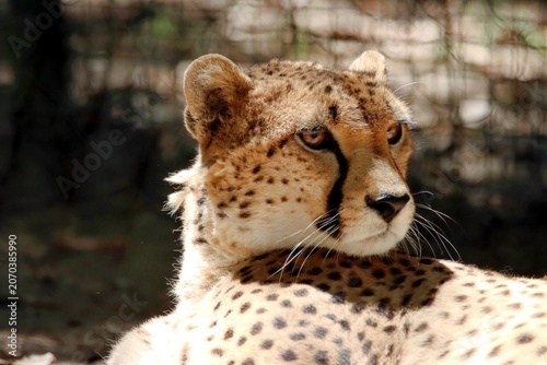Obraz na plátně guépard