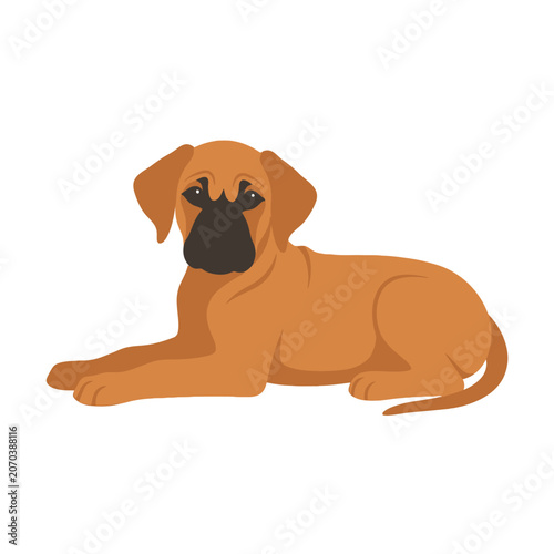 A peaceful brown dog rests calmly on a white background