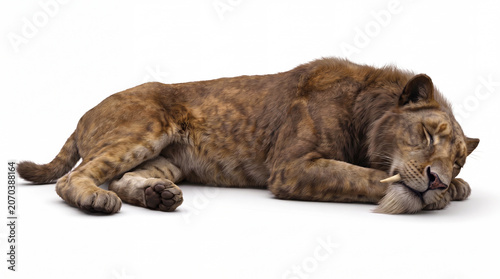 Foto Homotherium latidens sleeping in a relaxed resting posture, displaying natural b