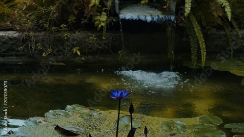 植物園の池に美しく咲く一輪の青い睡蓮と涼しげに流れる滝の風景 4Kシネマティック映像素材