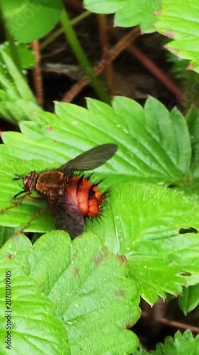 Extreme close up of a paradejeania, a unique red bodied fly with black bristles, perched motionless on a vibrant green strawberry leaf