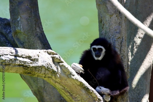 Tableau sur toile gibbon