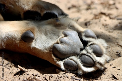 patte de lion