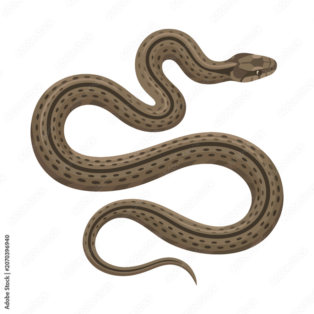 Obraz premium A brown, speckled snake coils gracefully in stillness