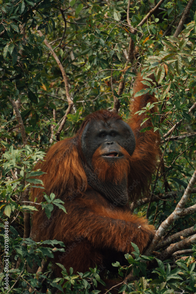 Fototapeta premium Orange-furred orangutan sits amid dense jungle foliage