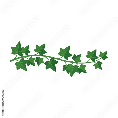 Принти на полотні Lush ivy vine curls along a clean white background