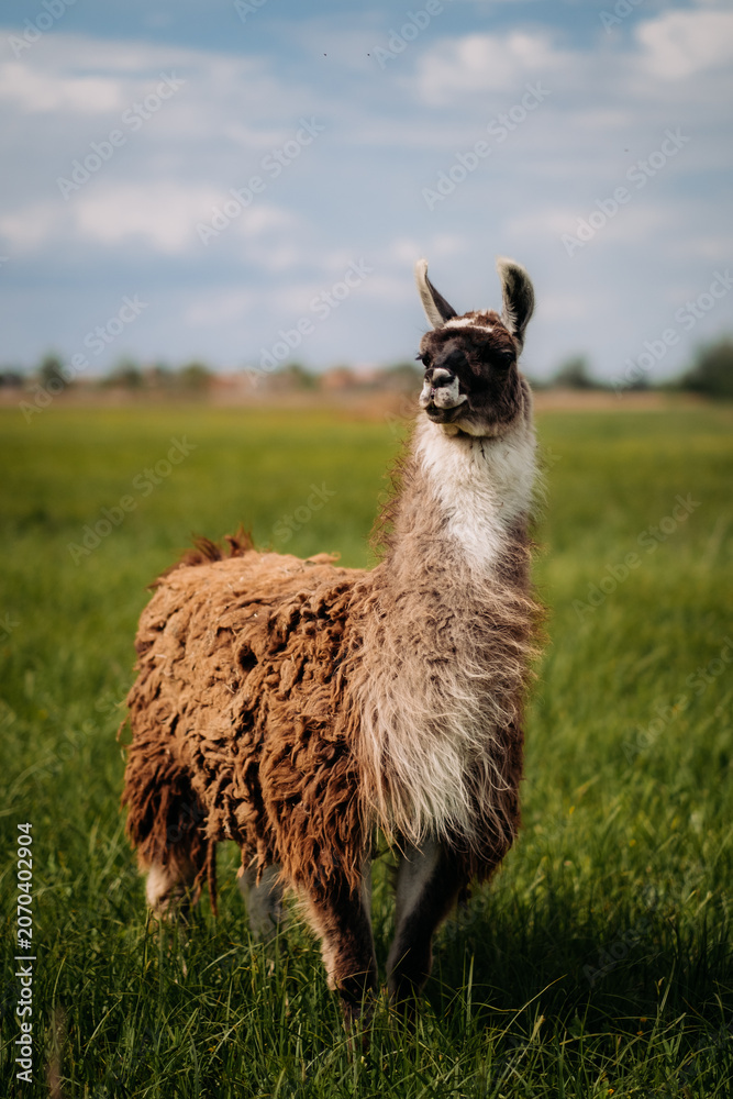 Fototapeta premium An alpaca stands in a meadow, looking up. Fluffy fur, blue sky, green grass