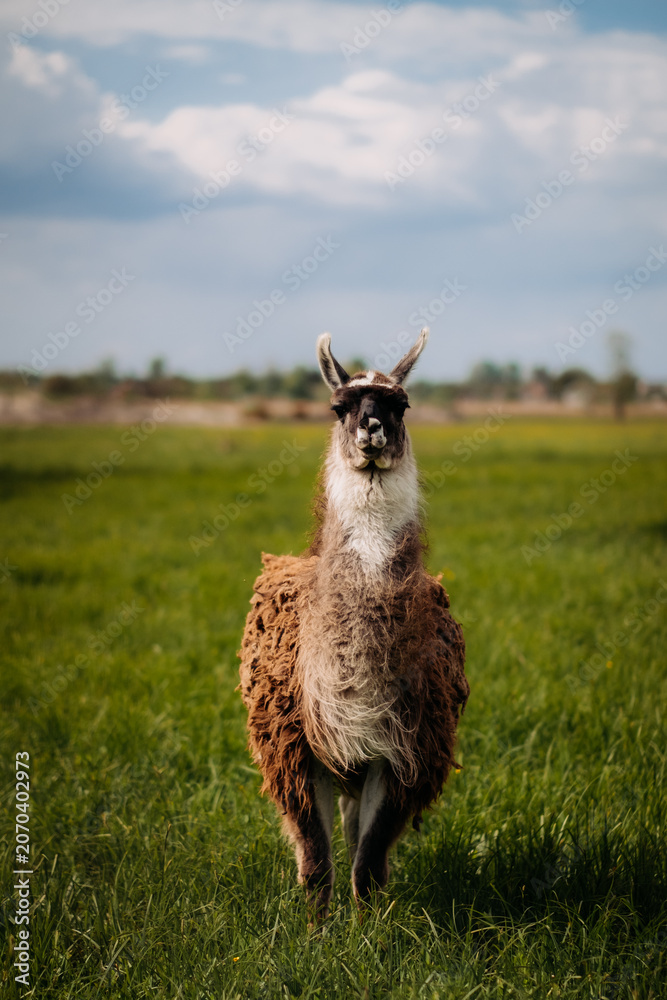 Fototapeta premium An alpaca stands in a meadow, looking up. Fluffy fur, blue sky, green grass