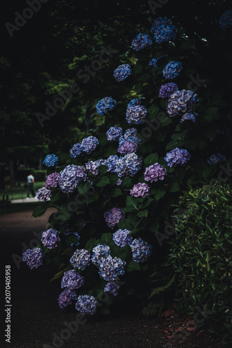 東京赤坂にある東京ミッドタウンの花や植物