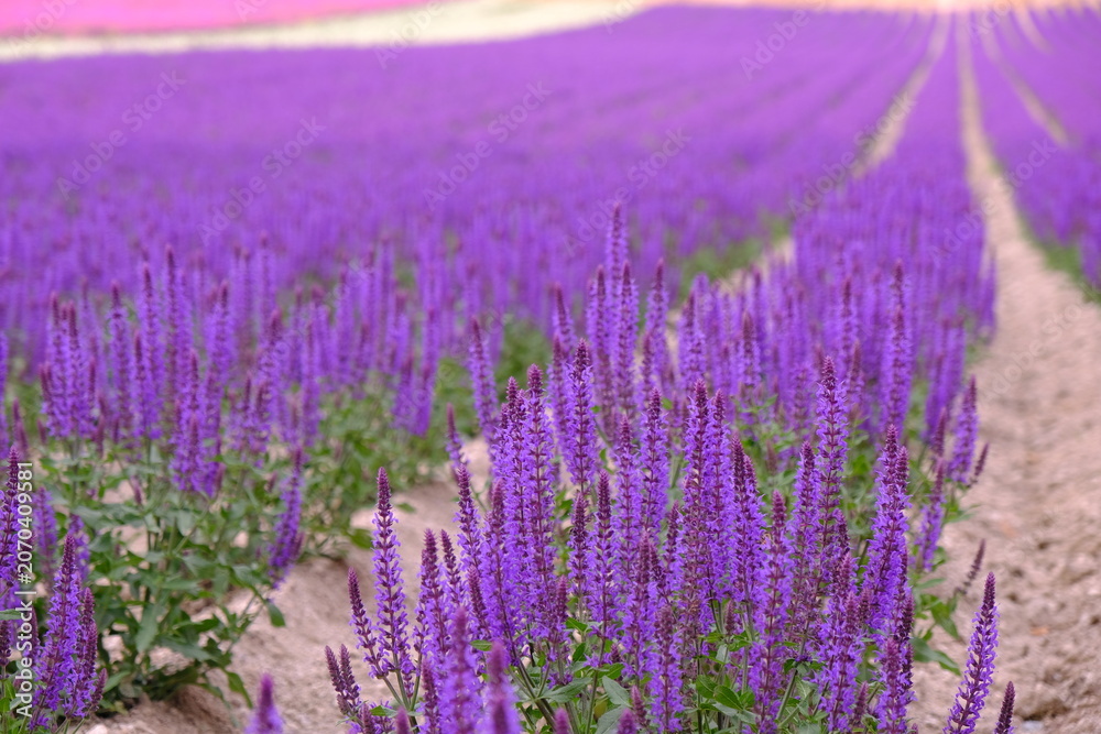 Obraz premium Lavender Field with Soft Focus and Depth