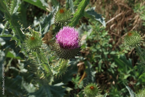 Fotografi Close-up of a vibrant purple milk thistle flower blooming.