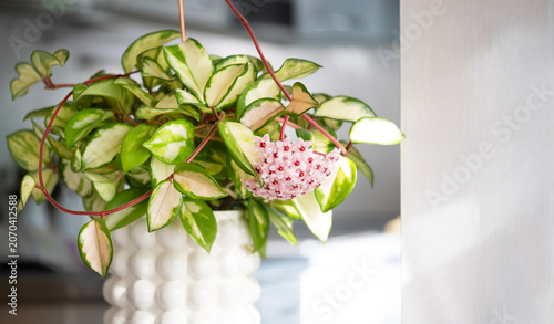 Blooming variegated Hoya carnosa Krimson Queen houseplant in decorative white pot. Copy space