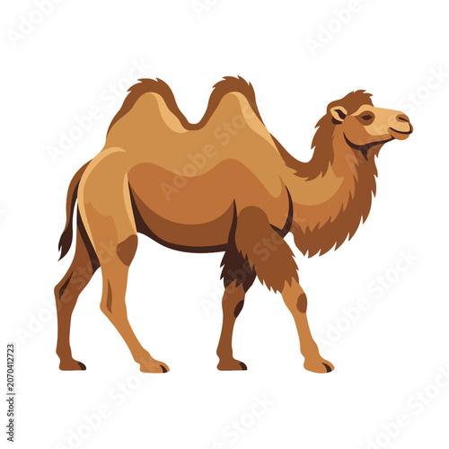 Slika na platnu A brown two humped camel stands on a white background