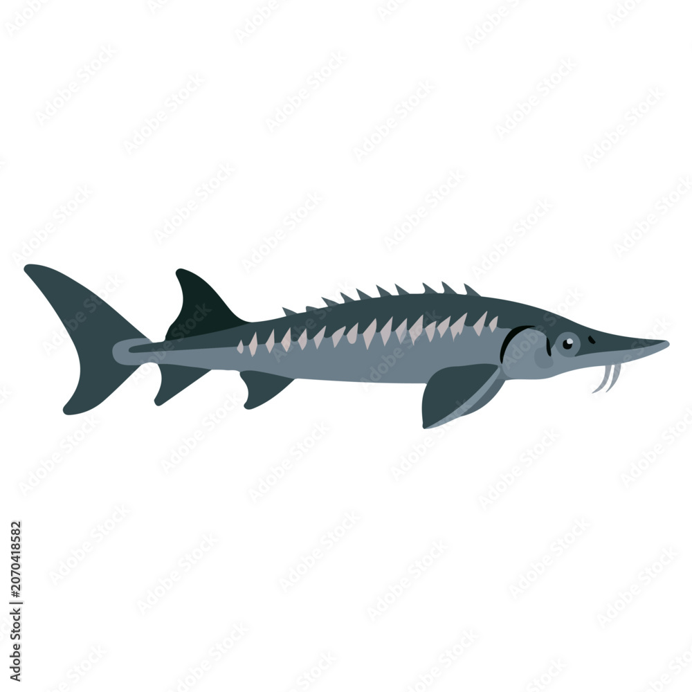 Obraz premium 2D flat vector illustration of Sturgeon, designed in a clean icon style and isolated on a white background.