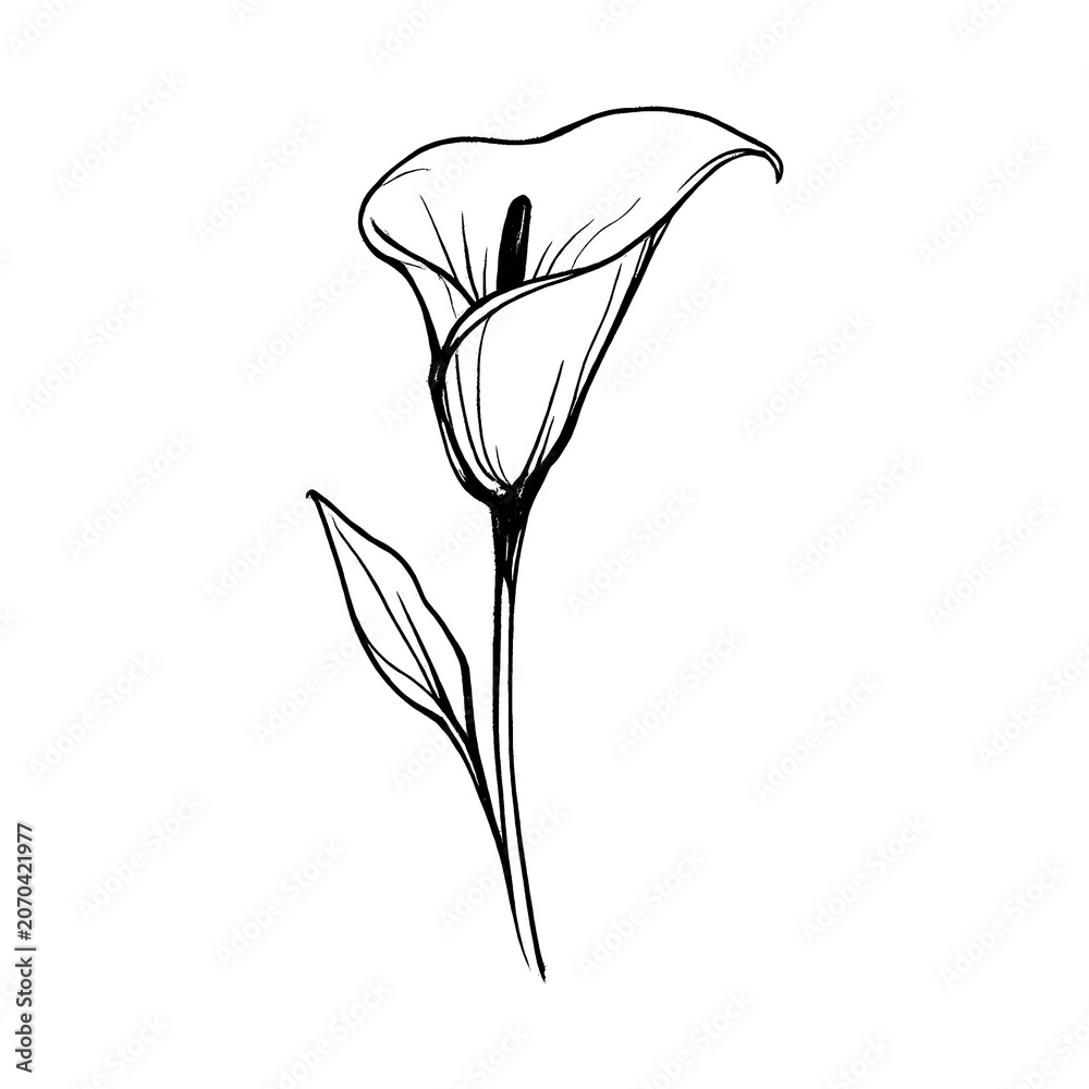 Fototapeta premium PNG Elegant minimalist floral illustration.
