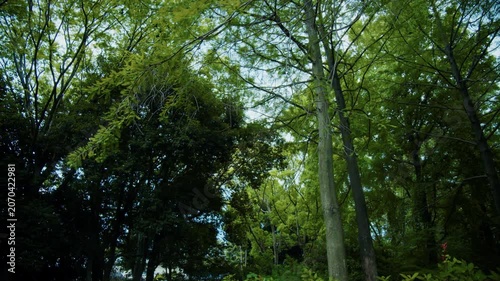 植物園の木漏れ日が美しい緑の自然風景 4Kシネマティック素材