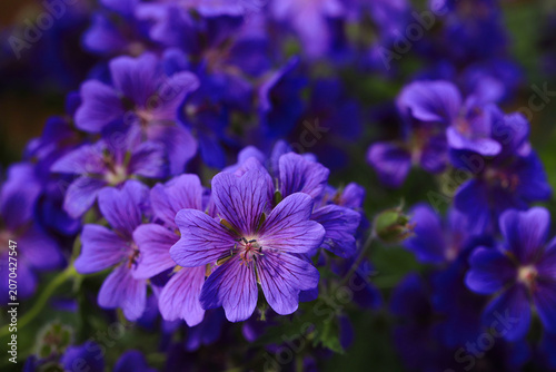 Macro photograph of a broad-petaled cranesbill (Geranium platypetalum) in sunshine.