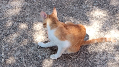 Ginger white cat scratching neck outdoor sunny day