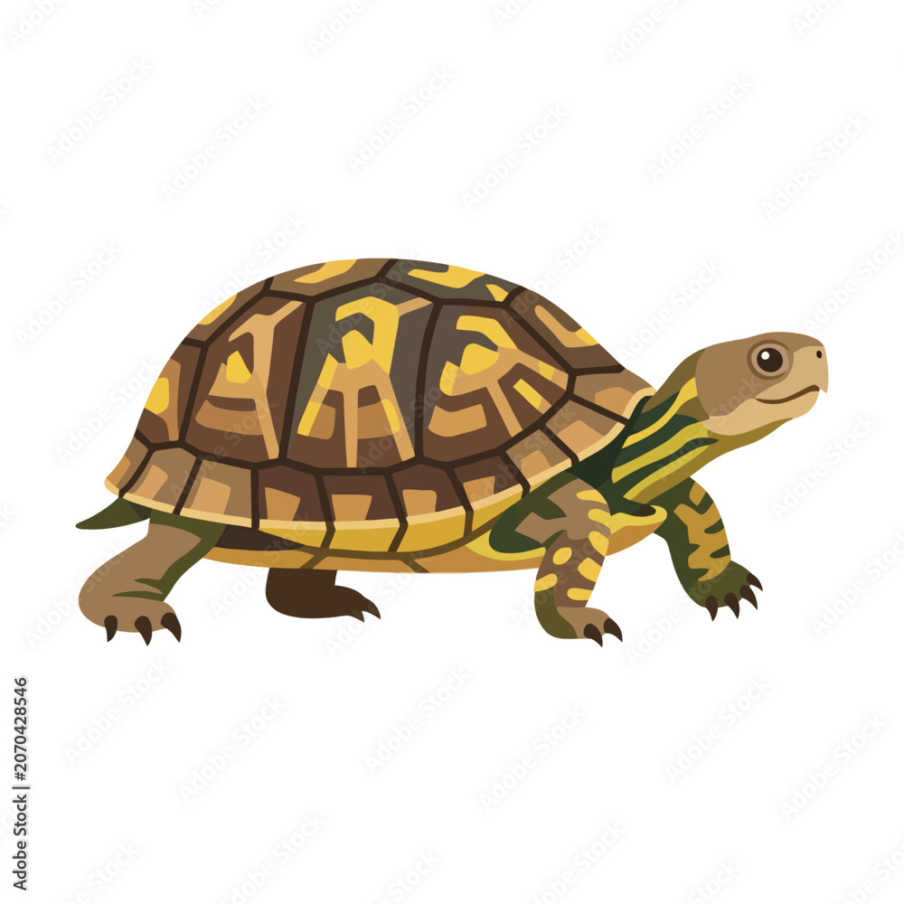 Obraz premium A detailed box turtle illustration on a white background