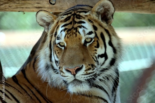 tigre