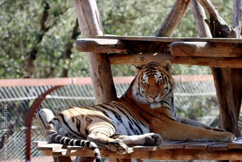 tigre