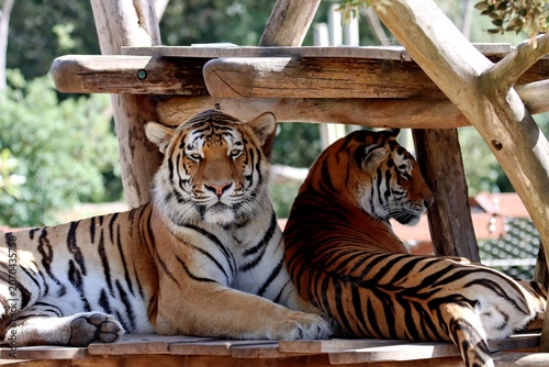 tigre