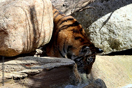 tigre