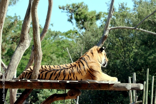 tigre
