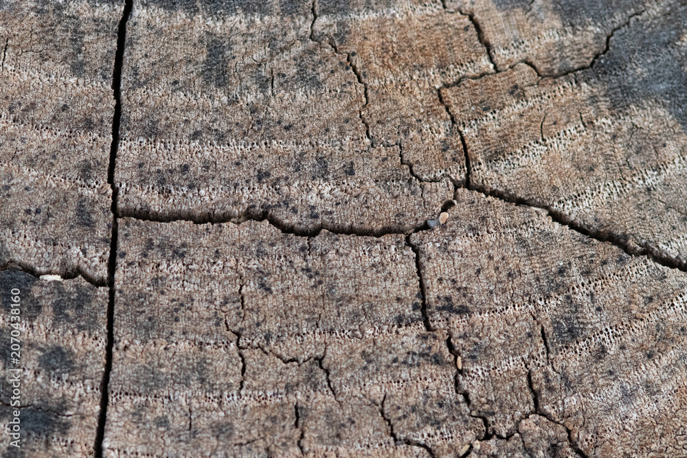 Fototapeta premium texture of old wood