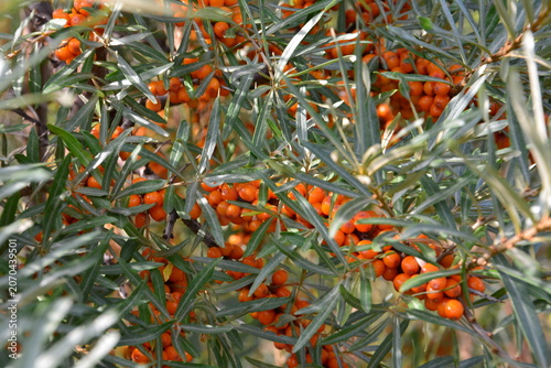 Sea Buckthorn Berries on Branches