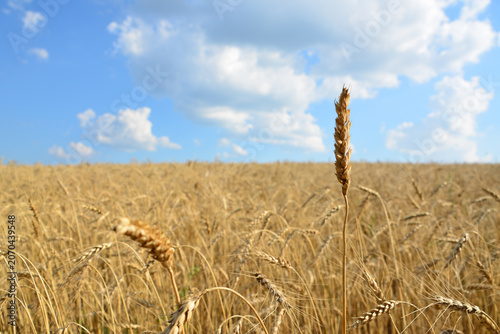 Golden wheat field under a blue sky with clouds front view
