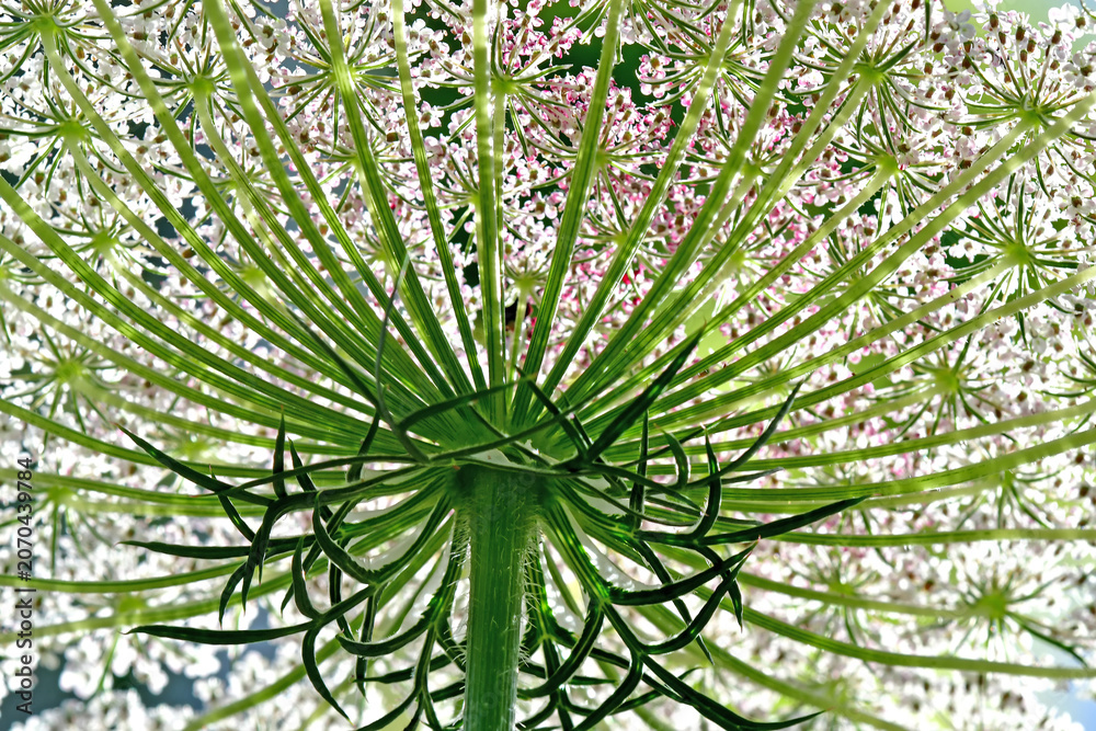 Fototapeta premium wild carrots flowers in back-lighting
