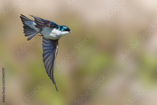 Male Tree Swallow, Tachycineta bicolor, in flight