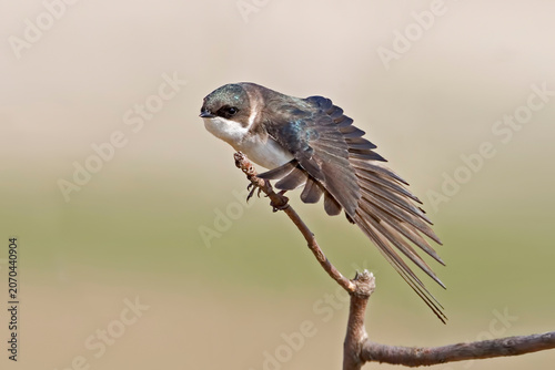 Female Tree Swallow, Tachycineta bicolor, stretching her wings
