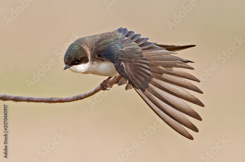Female Tree Swallow, Tachycineta bicolor, wing stretch on perch