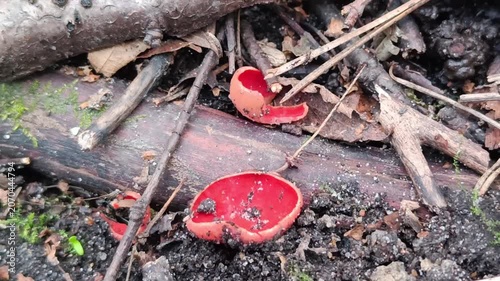 Sarcoscypha Austriaca Scarlet Elf Cup Fungi on Forest Floor — Botanical Background for Films