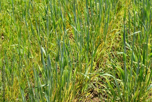 Orge ou étoile du berger