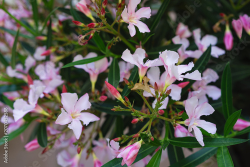 Tableau sur toile Sommer Sonne Hitze alles Grünt im Garten endlich blüht der Oleander