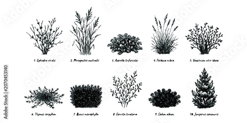 Fotografia Set of hand drawn botanical sketches showing various wild shrubs and garden plan