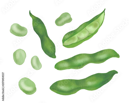 Fotografie Watercolor Illustration of Fresh Fava Beans and Legumes300dpi