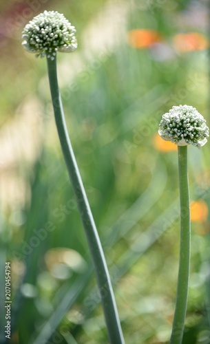 Oignon monté en fleur
