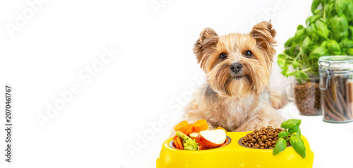 Fotografía Cute Yorkshire terrier dog near feeding bowl of dry food and natural pet products ready for eating