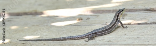 Lézard des murailles