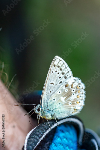 A Lycaenid Butterfly perches on a persons's shoe, Slovenia, showcasing nature's beauty in this tranquil travel destination.