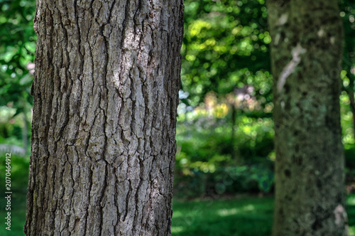 Fotografía The weathered bark of a mature tree