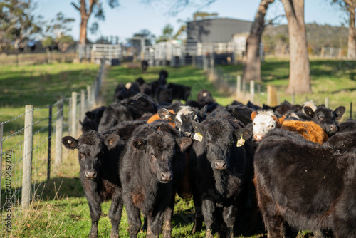 Herd of black Angus cattle moving along a wire fence line in an Australian farm paddock