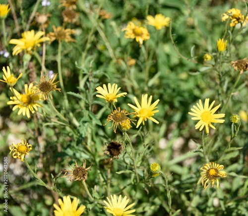 Arnica (arnica montana)