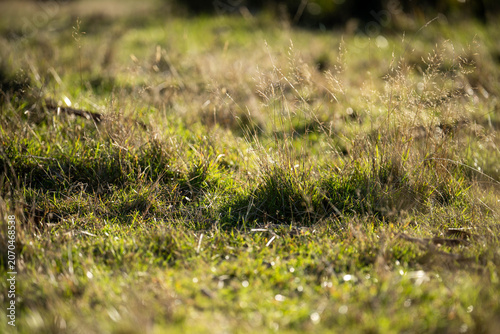 Close up of Healthy Green and Dry Grass Pasture for Regenerative Agriculture Growth in australia
