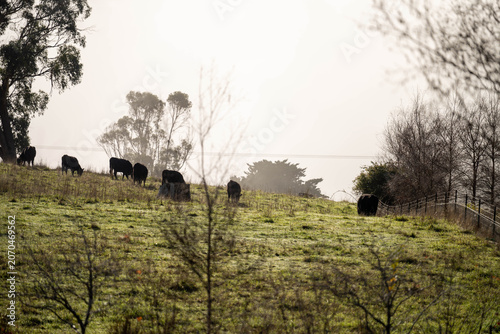 Misty Morning Field with Herd of Black Angus Beef Cattle Grazing on Australian Hill